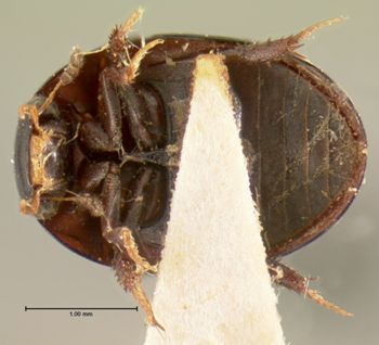 Media type: image;   Entomology 3142 Aspect: habitus ventral view